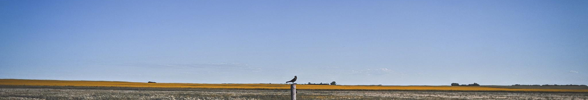 Growth Without Limits